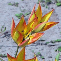 Tulipa orphanidea 'Flava'