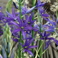 Camassia leichtlinii 'Maybelle'