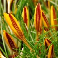 Crocus angustifolius minor