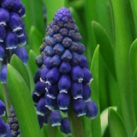 Muscari 'Joyce Spirit'