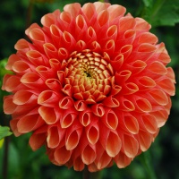 Dahlia 'Jowey Linda'