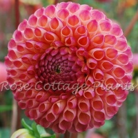 Dahlia 'Burlesca'