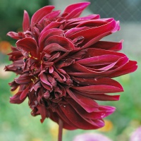 Dahlia 'Soulman'