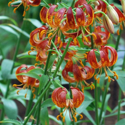 Lilium Arabian Night