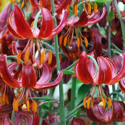 Lilium Claude Shride