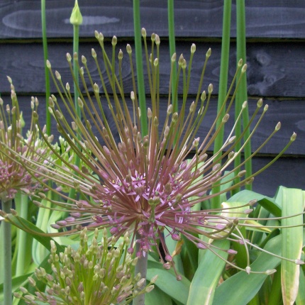 Allium schubertii