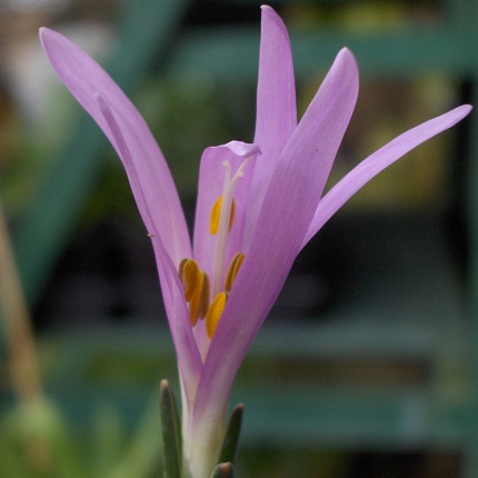 Bulbocodium vernum