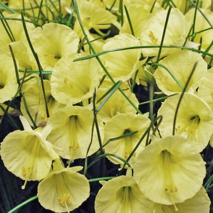 Narcissus 'Julia Jane'