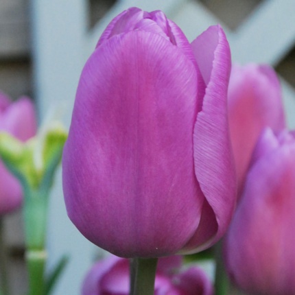 Tulipa 'Alibi'