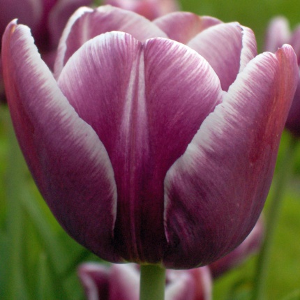 Tulipa 'Arabian Mystery'