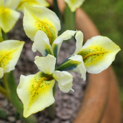 Iris reticulata North Star