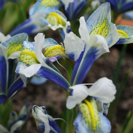 Iris reticulata Seabreeze