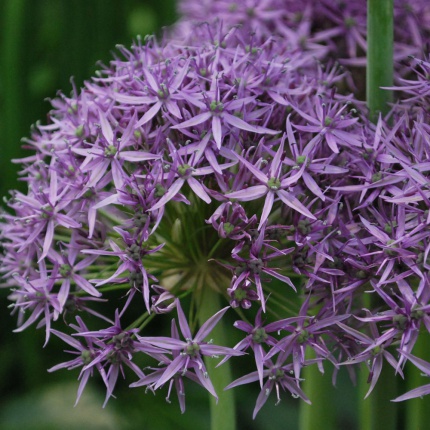 Allium Violet Beauty