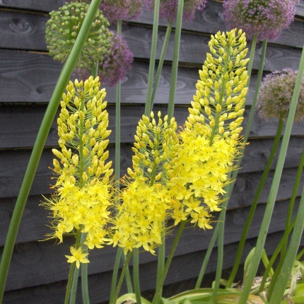 Eremurus stenophyllus AGM