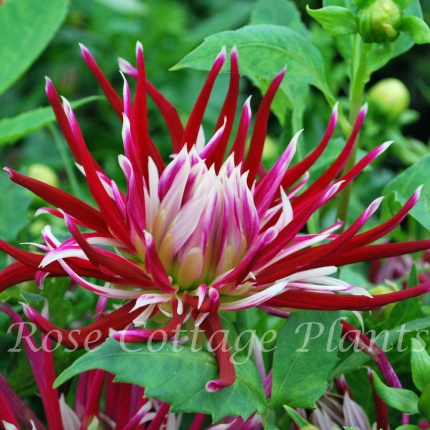 Dahlia 'Hollyhill Spiderwoman'