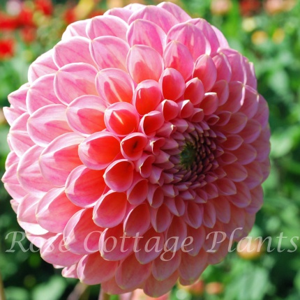 Dahlia 'Nathalie G'