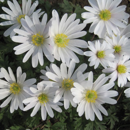 Anemone blanda ' White Splendour'