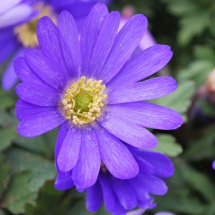 Anemone blanda 'Blue Shades'