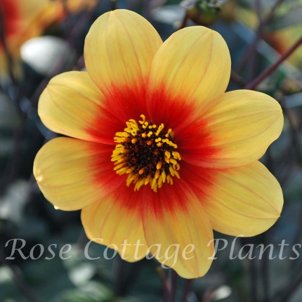 Dahlia 'Sunshine'