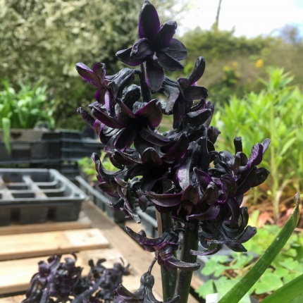 Hyacinth 'Dark Dimension'