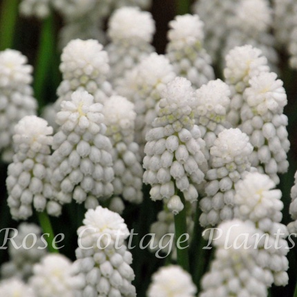 Muscari 'Siberian Tiger'