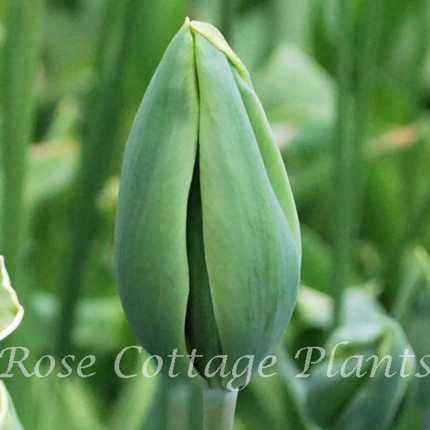Tulipa 'Evergreen'