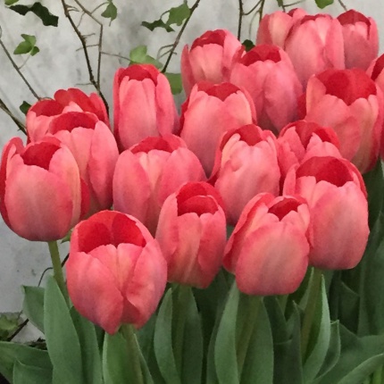 Tulipa 'Mystic Van Eijk'