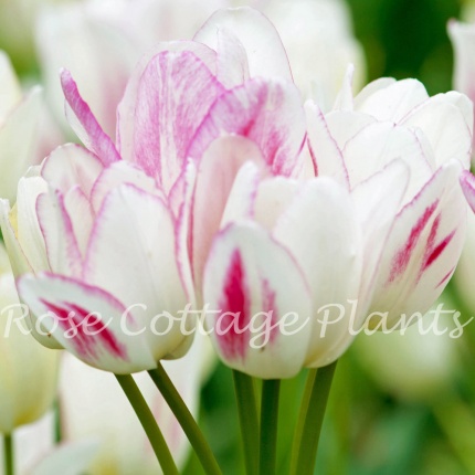 Tulipa 'Candy Club'