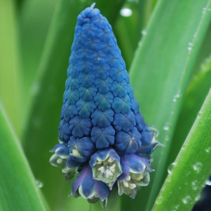 Bellevalia pycnantha (syn. Muscari paradoxum)