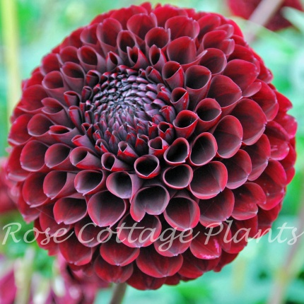 Dahlia Jowey Mirella