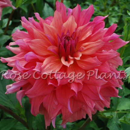 Dahlia 'Belle of Barmera'