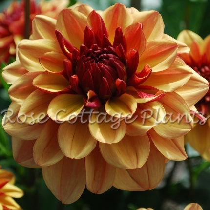 Dahlia 'Crème de Cognac' AGM