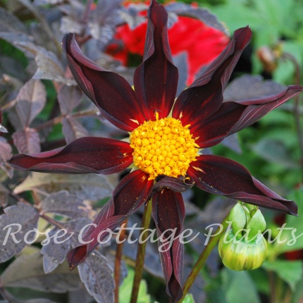 Dahlia 'Honka Black'