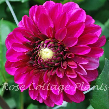 Dahlia Lilac Bull