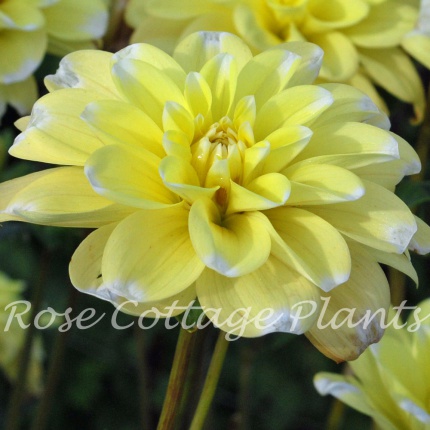 Dahlia 'Yellow Perception'