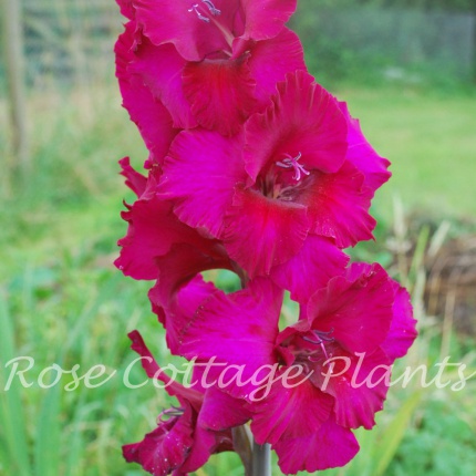 Gladiolus Sugar Plum
