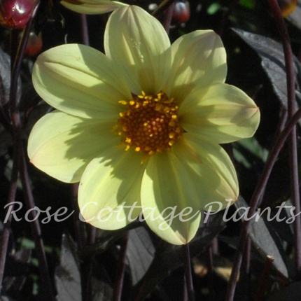 Dahlia Happy Days Lemon