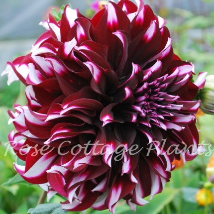 Dahlia Tartan