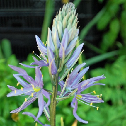 Camassia cusickii 'Zwanenburg'