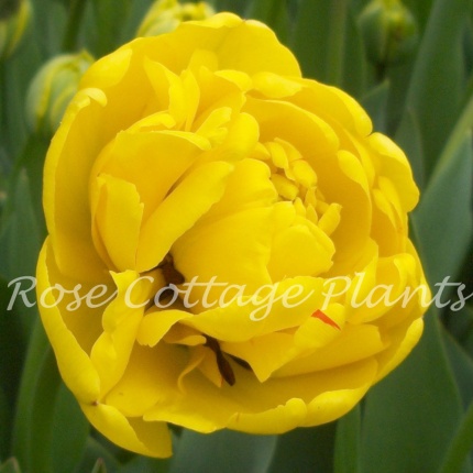 Tulipa 'Yellow Pomponette'