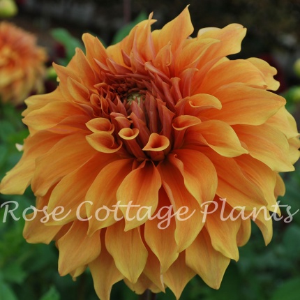 Dahlia 'Great Hercules'