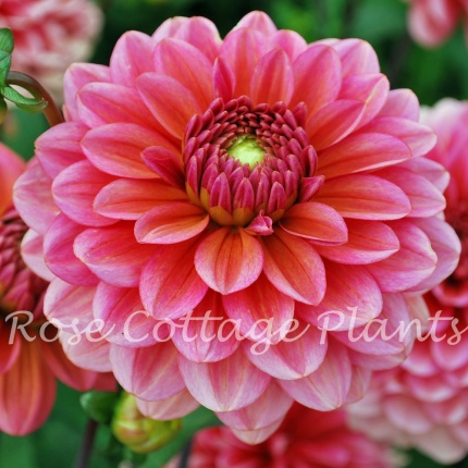 Dahlia 'Salmon Runner'