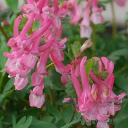 Corydalis solida 'Beth Evans'