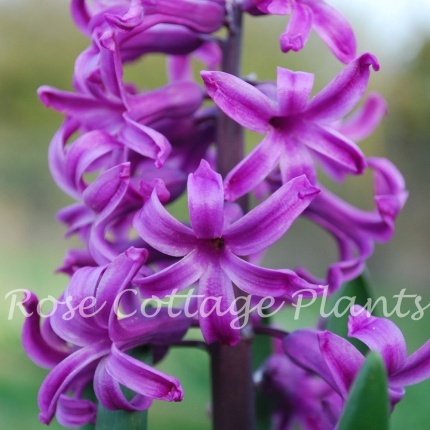 Hyacinth 'Purple Sensation'
