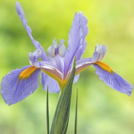 Iris 'Panther'