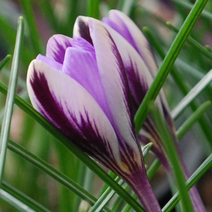 Crocus minimus