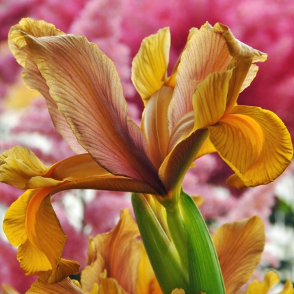 Iris 'Autumn Princess'