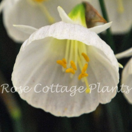 Narcissus bulbocodium 'White Petticoat'