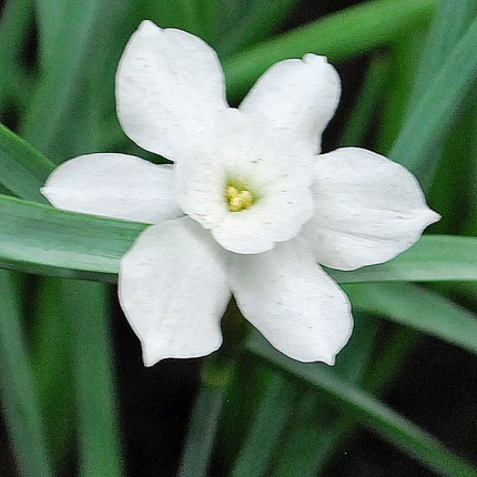 Narcissus rupicola subsp. watieri