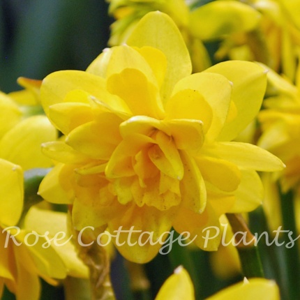 Narcissus 'Tête Bouclé' AGM